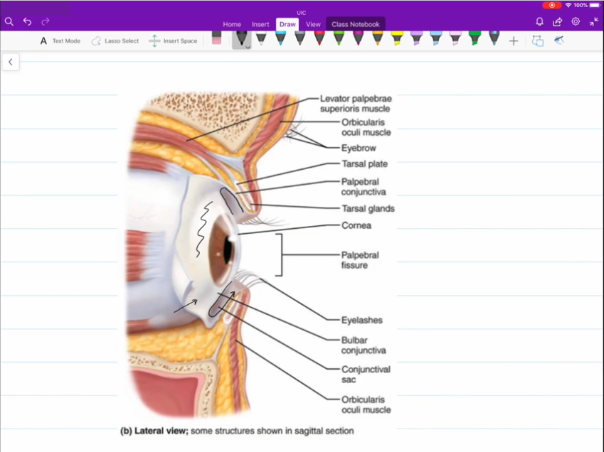 <p>Covering that sits atop the surface of your eye.</p>