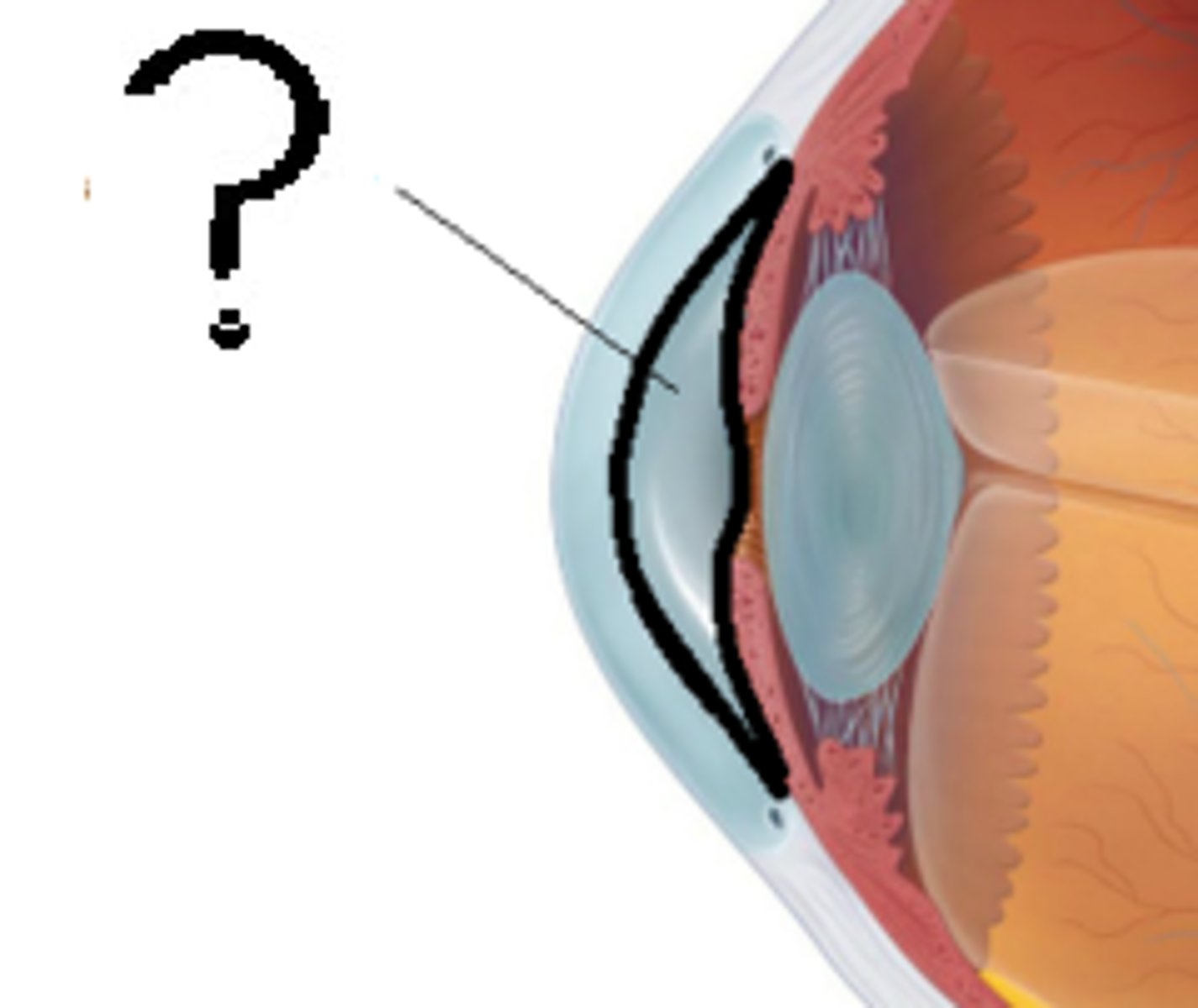 <p>The clear fluid filling the space in the front of the eyeball between the lens and the cornea.</p>