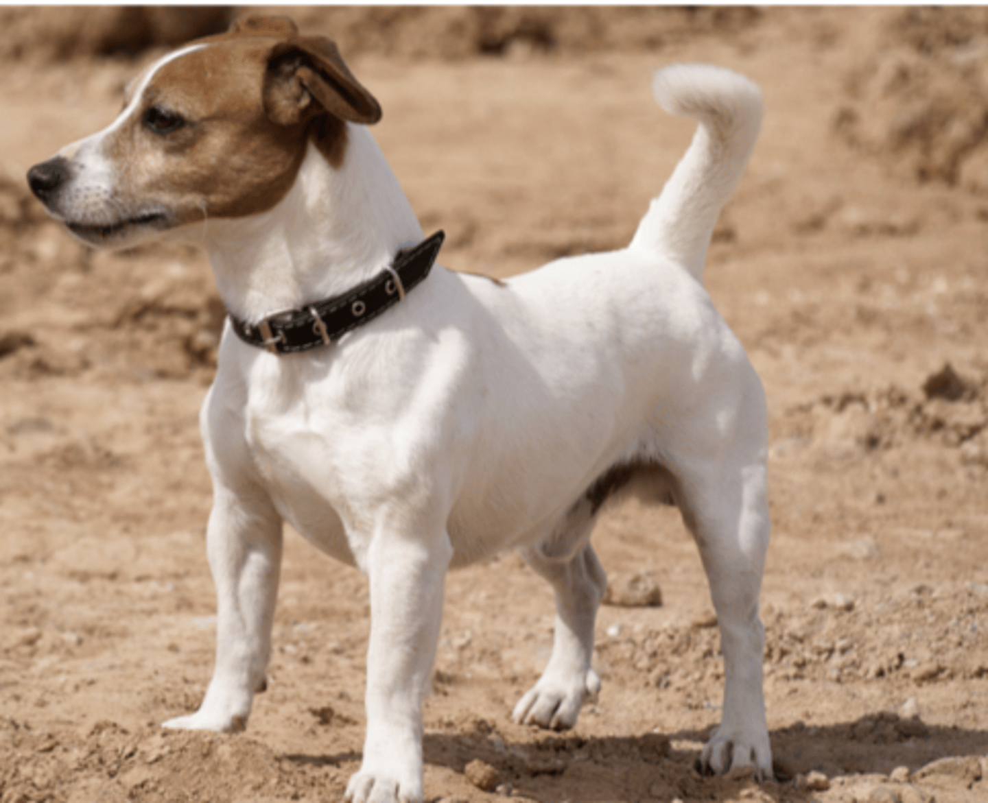 <p>FCI - 3, white with markings, small</p>