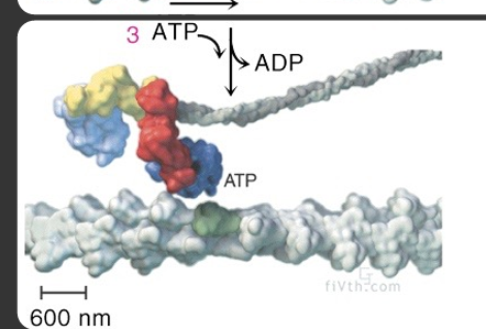 <p>atp, which is needed for x-bridge cycling </p>