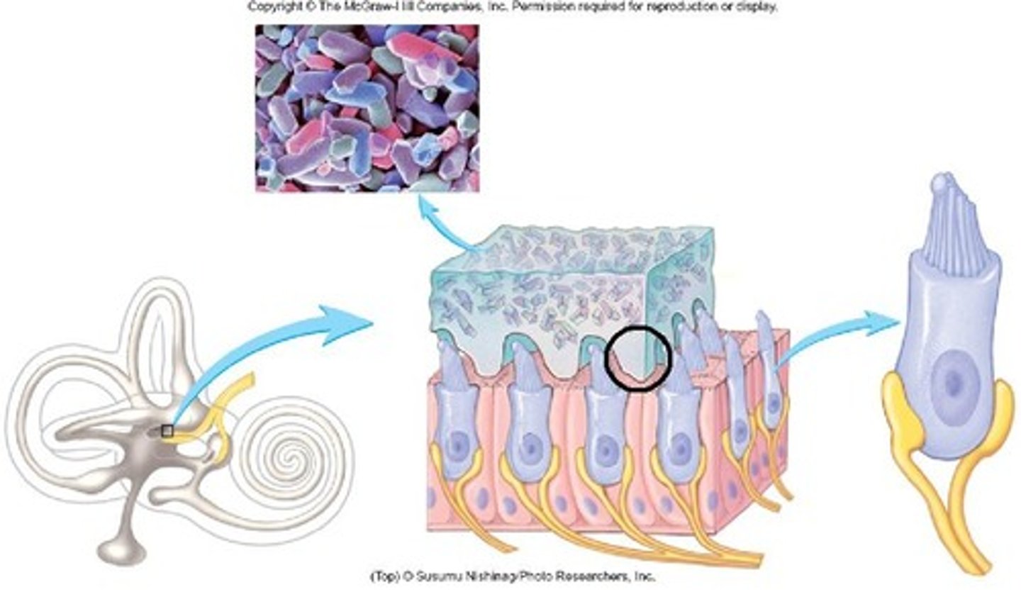 <p>small crystals in the fluid-filled vestibular sacs of the inner ear that, when shifted by gravity, stimulate nerve cells that inform the brain of the position of the head</p>