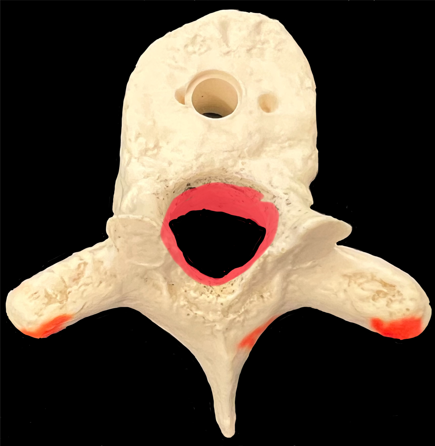 What is highlighted in red?