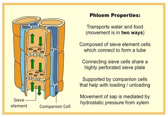 <p>Phloem transport is bidirectional (moves up AND down the phloem).</p>