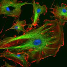 Cytoskelet is een netwerk van eiwitten dat zich in het cytoplasma bevindt en ook verbonden is aan het celmembraan.

\
