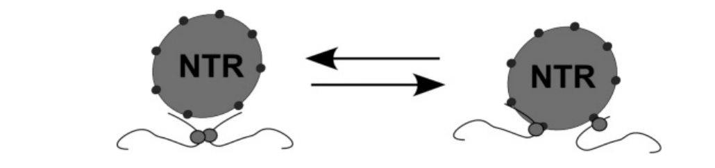 <p><strong>Importin beta reversibly interacts with FG repeats of the NPC → </strong>shows the hydrophobic interaction between the blobs and the beta subunits</p>