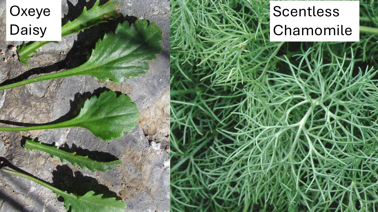 <p>In the oxeye daisy, the lower leaves are spoon-shaped with lobed or toothed edges and long leaf stalks; upper leaves are alternate, narrow and clasp the stem. However, the scentless chamomile, the leaves are alternate, very finely divided (carrot-like) and highly branched.</p>