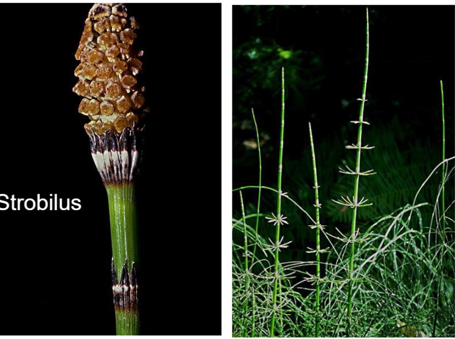 <p>Common name: <strong>Horsetail</strong></p>