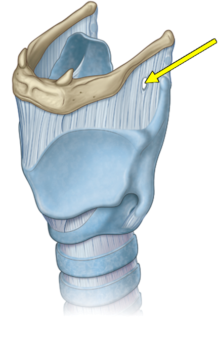 <p>Which structure enters the larynx by piercing the structure indicated by the arrow?<br></p><ul><li><p>External branch of superior laryngeal nerve</p></li><li><p>Recurrent laryngeal nerve</p></li><li><p>Inferior laryngeal artery</p></li><li><p>Superior laryngeal artery</p></li><li><p>Superior thyroid artery</p></li></ul><p></p>