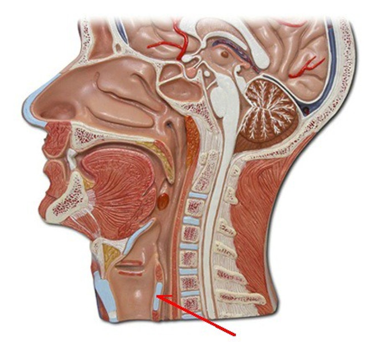 <p>Identify the structure, organ, or bone.</p>