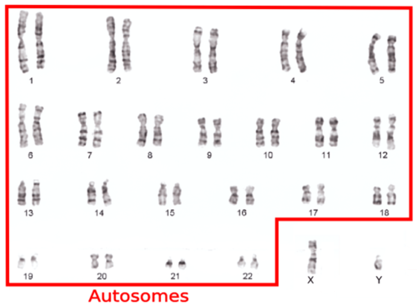 <p>Any chromosome that is not a sex chromosome</p>