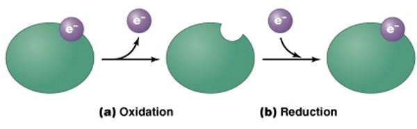 <ul><li><p>During metabolic reactions, electrons can be transferred from the atoms of one molecule to the atoms of another molecule.</p></li><li><p>Oxidation is the loss of electrons from a molecule.  Reduction is the gain of electrons by a molecule.</p></li><li><p>Oxidation and reduction usually occur together as an exchange reaction.</p></li></ul>