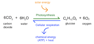 <p>Photosynthesis </p>