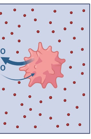 <p>Is this a Hypotonic, Hypertonic, or Isotonic solution</p>