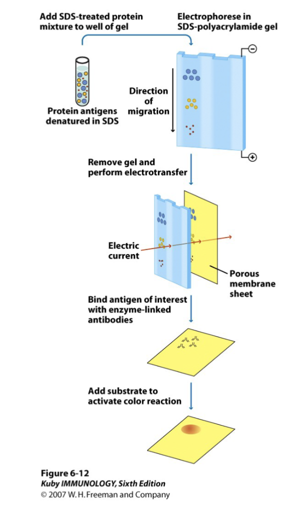 <p>antigen separated based on size</p>