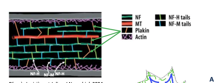<p></p><ul><li><p><strong>Type :</strong> Protéine accessoire</p></li><li><p><strong>Filament :</strong> Filaments intermédiaires (et relie aussi microfilaments et microtubules)</p></li><li><p><strong>Fonction :</strong> Assure la <strong>cohésion et l’ancrage entre différents filaments du cytosquelette</strong>, stabilise la structure cellulaire</p></li></ul><p></p>