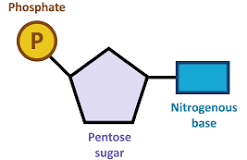 <p>nucleotide</p>