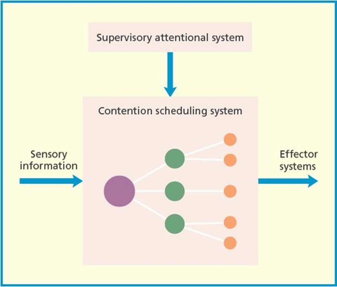 <p>Supervisory attentional system for controlled behavior.</p>