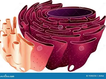 <p>Endoplasmic Reticulum</p>