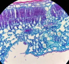 <p>Identify the image</p>