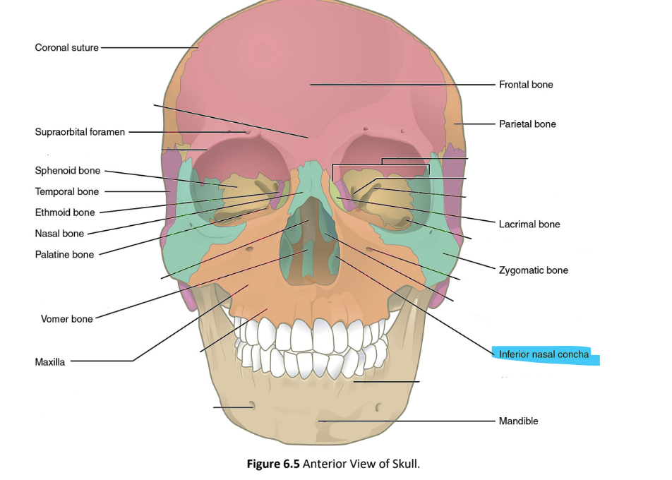 <p>inferior nasal concha</p>
