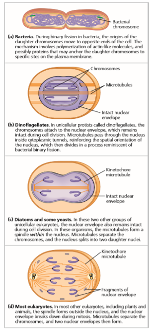 <p>A = Binary vision = no nucleus</p><p>B = Microtubules go through the nucleus and pulls chromosomes apart</p><p>C = Micro form within the nucleus and pull apart</p><p>D = Mitosis</p>