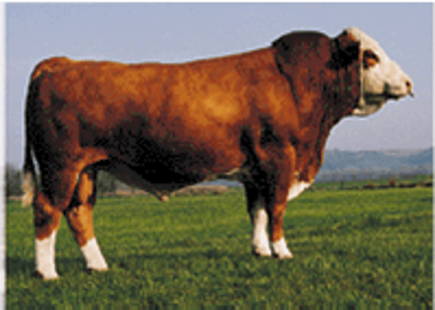 <p>Continental (EUROPEAN) cattle breed:</p><p>-from Switzerland</p><p>-red with white marks, no particular pattern</p><p>-polled or horned</p><p>-large framed, muscular, more fertile, heaviest milking of Continental breeds</p><p>-may not have a calf each year</p>