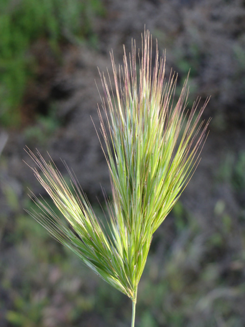 <p>Red Brome</p>