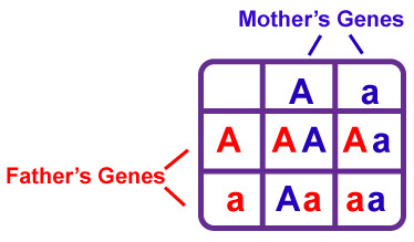 <p>A chart that shows all the possible combinations of alleles that can result from a genetic cross</p>
