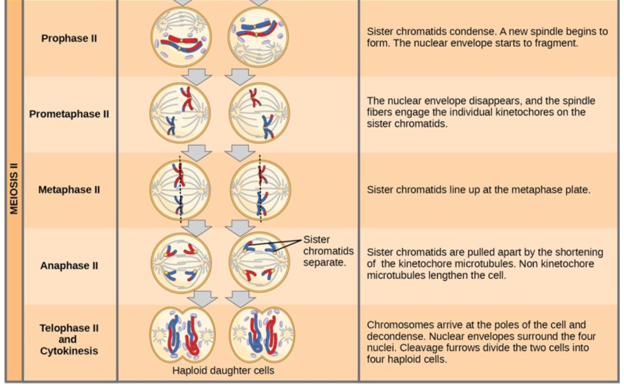 <ul><li><p>Similar to Mitosis but in haploid cells</p></li><li><p><strong>second part of meiosis</strong>, where the two haploid cells from meiosis I <strong>divide again</strong> to form <strong>four genetically unique haploid cells</strong>.</p></li><li><p>involves separation of sister chromatids:</p></li></ul><p></p>