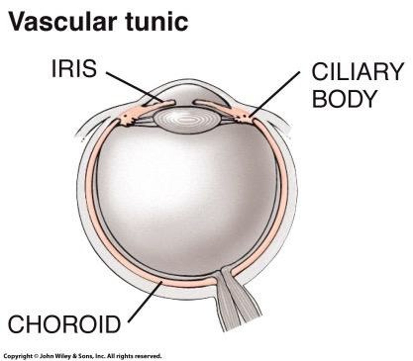 <p>choroid- contains network of capillaries to retina</p><p>ciliary body- changes lens shape</p><p>iris- controls amount of light entering eye</p>