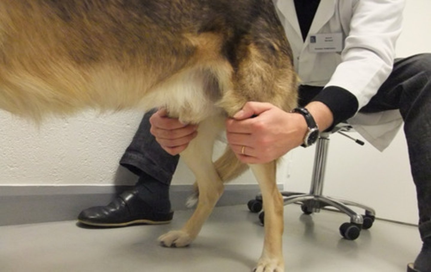 <p>________________________ is a bump of bone along the medial aspect of the stifle that you feel in a very chronic CCL diseased dogs</p>