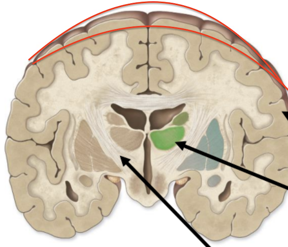 <p>superficial layer of gray matter</p>