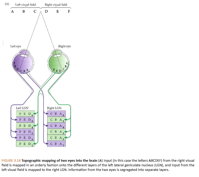 <ul><li><p>linker LGN ontvangt projecties van linkerkant van netvlies in beide ogen</p></li><li><p>rechter LGN ontvangt projecties van rechterkant van beide netvliezen</p></li><li><p>elke laag van LGN input ontvangt van het ene of andere oog:</p><ul><li><p>van onder naar boven:</p><ul><li><p>lagen 1,4 &amp; 6 van rechter LGN ontvangen input van linker (contralaterale) oog</p></li><li><p>lagen 2,3 &amp; 5 van rechter LGN ontvangen input van rechter (ipsilaterale) oog</p></li></ul></li></ul></li></ul><p>→ informatie van de 2 ogen worden dus gescheiden in verschillende lagen in LGN</p><ul><li><p>elke LGN-laag: bevat zeer georganiseerde kaart van complete helft van het gezichtsveld</p></li></ul><p>= topografische mapping</p><ul><li><p>hierdoor hebben we een neurale basis om te weten waar dingen zich in ruimte bevinden</p></li><li><p>LGN-neuronen: concentrische receptieve velden</p><ul><li><p>lijken sterk op die van retinale ganglioncellen</p></li><li><p>reageren op dezelfde patronen als ganglioncellen die hun input leveren</p></li></ul></li></ul><p></p>