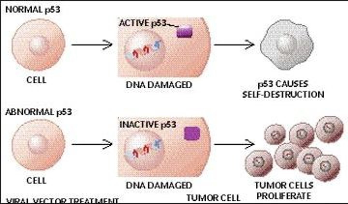 <p>encode proteins that help prevent uncontrolled cell growth</p><p>- do not allow cell cycle to progress</p><p>- ex: Rb, p53</p>