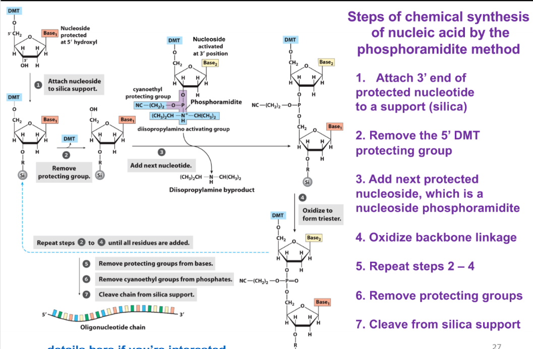 <ol><li><p>attach 3’ end of the protected nucleotide to a support (silica)</p></li><li><p>remove the 5’ DMT protecting group</p></li><li><p>add next protected nucleoside, which is a nucleoside phosphoramidite</p></li><li><p>oxidize backbone linkage</p></li><li><p>repeat steps 2-4</p></li><li><p>remove protecting groups</p></li><li><p>cleave from silica support</p></li></ol>