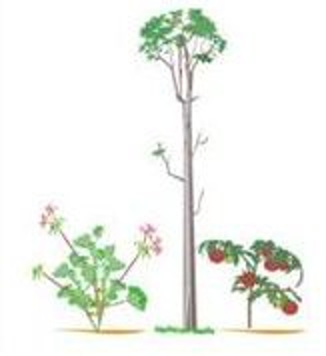 <p>the level made completely of autotrophs/producers; receives energy directly from the sun and utilizes or gives off 90% of that energy; the largest trophic level</p>