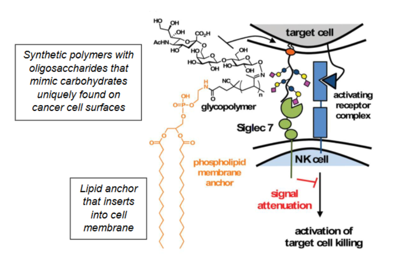 <p>Cultured cells are engineered with synthetic carbohydrates to mimic the surface of cancer cells, allowing us to study how the carbohydrates contribute to the binding and activation of immune cells.</p>