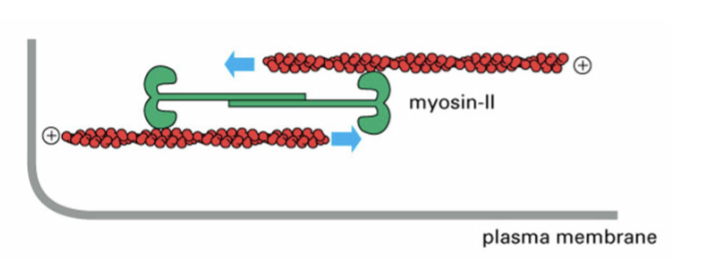 <p>forms multiple oligomers of dimers, forming mini thick filaments, to reorganize F-actin filaments </p>