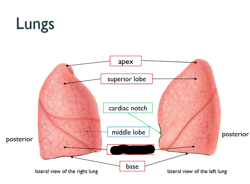 <p>What structure is this within the <strong>Lungs?</strong></p>