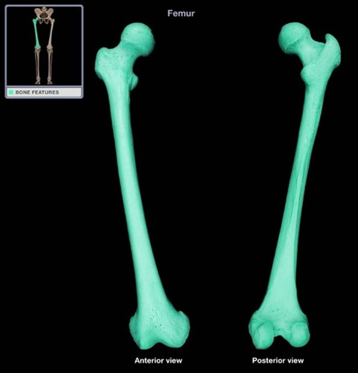 <p>thigh bone of the leg; the longest and strongest bone in the body</p>