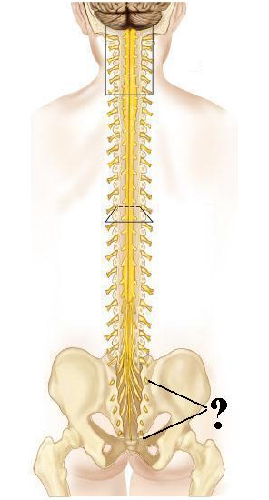 <p><span>Identify the indicated structures.</span>orbicularis occuli muscle</p>