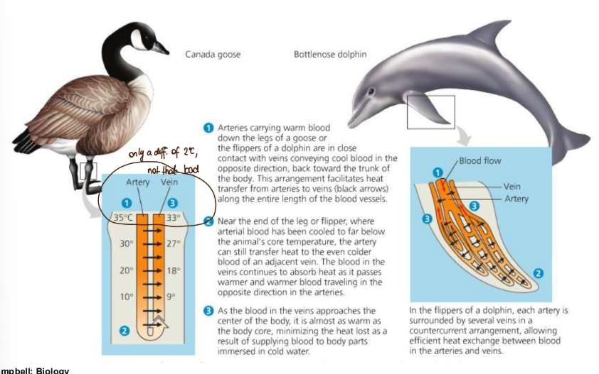 <p>c’est souvent employé chez les animaux dans l’eau (dauphin ou oiseau) et les puissant nageur car l’eau refroidi beaucoup et on veut une activité optimale des mucles</p><p>on réduit la perte de température en rapprochant les artères et les veines, quand le sang se rend aux extrémités par les artères, il perd de sa température. L’idée c’est de ne pas donner cette énergie à l’environnement mais aux veines adjacentes comme ça quand le sang remonte il est automatiquement réchauffé. Lorsqu’il rentre dans le “centre” du corps, il est presque à la bonne température et le métabolisme n’a pas besoin de le rechauffer entièrement.</p>