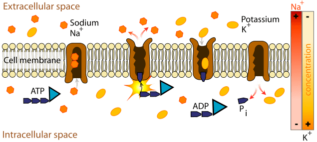 <p>All carrier proteins are specific to a single substance</p><p>• bind to substance, change shape &amp; “carry it” to the other side </p><p>• many allow movement in either direction </p><ul><li><p> concentration gradient-dependent </p></li><li><p>ex) glucose transport proteins</p></li></ul>