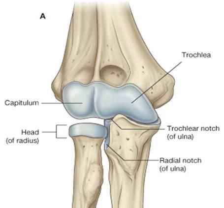 <p>- distal &amp; medial side of humerus </p><p>- proximal end (hook) of ulna</p>