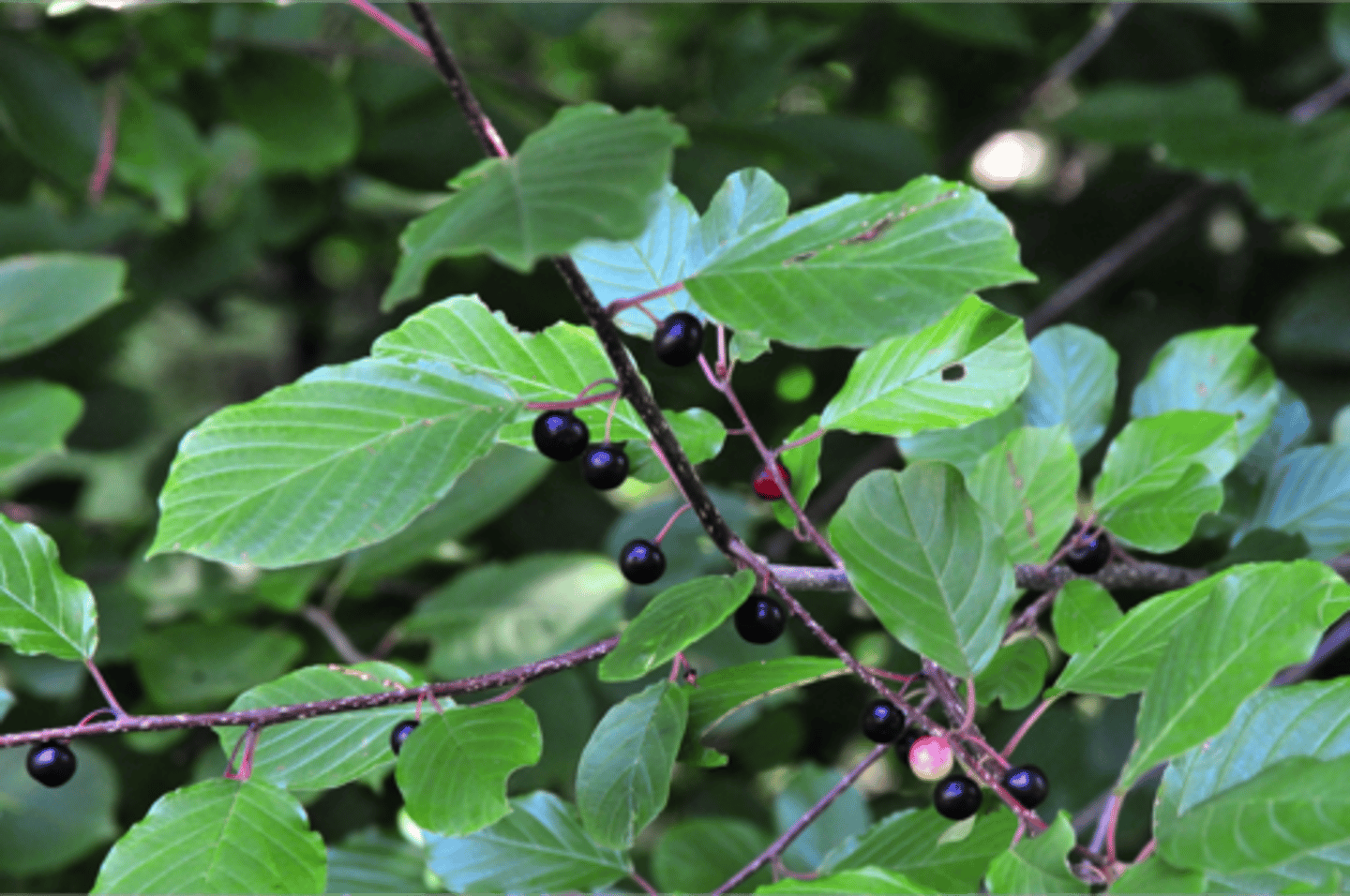 <p>Rhamnaceae Frangula alnus</p>