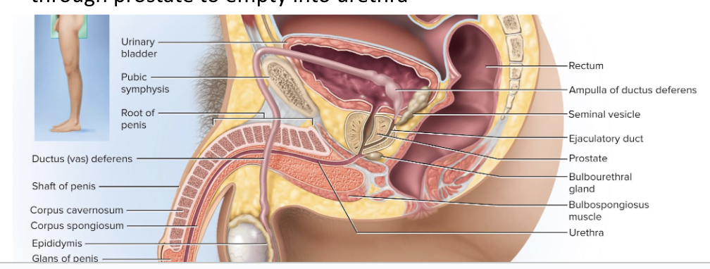 <p>Short duct formed from the ductus deferens and seminal vesicle </p><ul><li><p>passes through prostate to empty into the urethra</p></li><li><p>allows secretions from seminal vesicle and sperm to mix and create semen</p></li></ul><p></p>