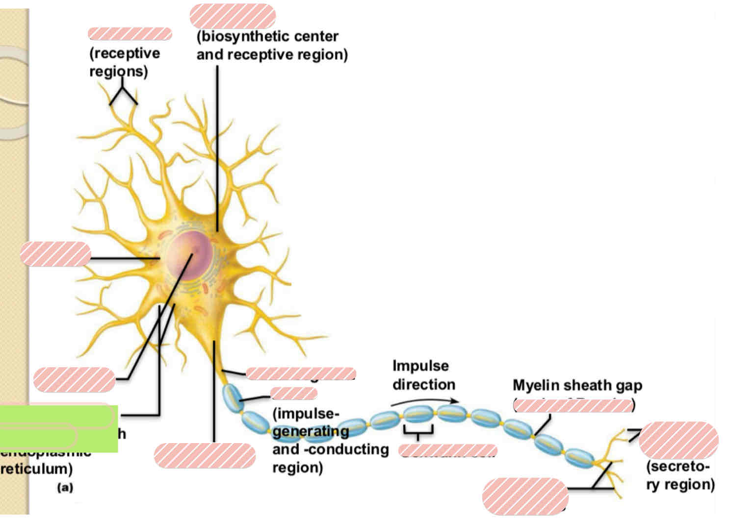 <p><span>Typical Motor Neuron</span></p>