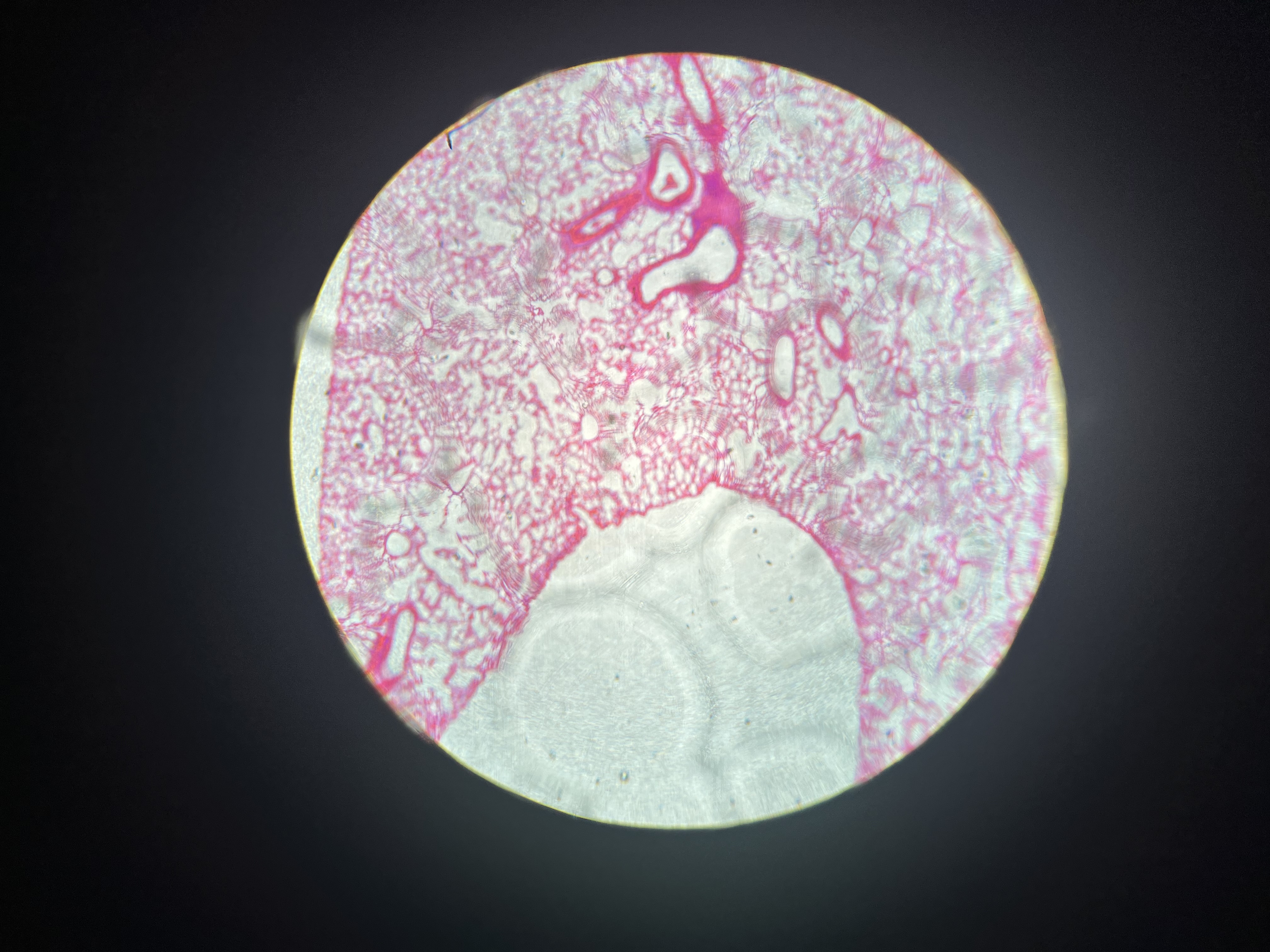<p>What tissue is this</p>