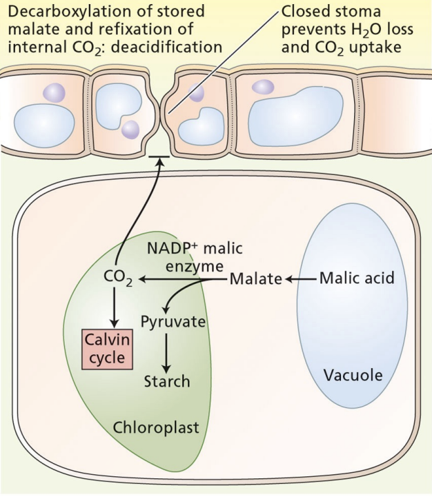 <ul><li><p>stomata are closed</p></li><li><p>C4 acid is exported from vacuole to chloroplast</p></li><li><p>C4 acid is decarboxylated and Calvin cycle happens</p></li><li><p>pH is high</p></li></ul><p></p>