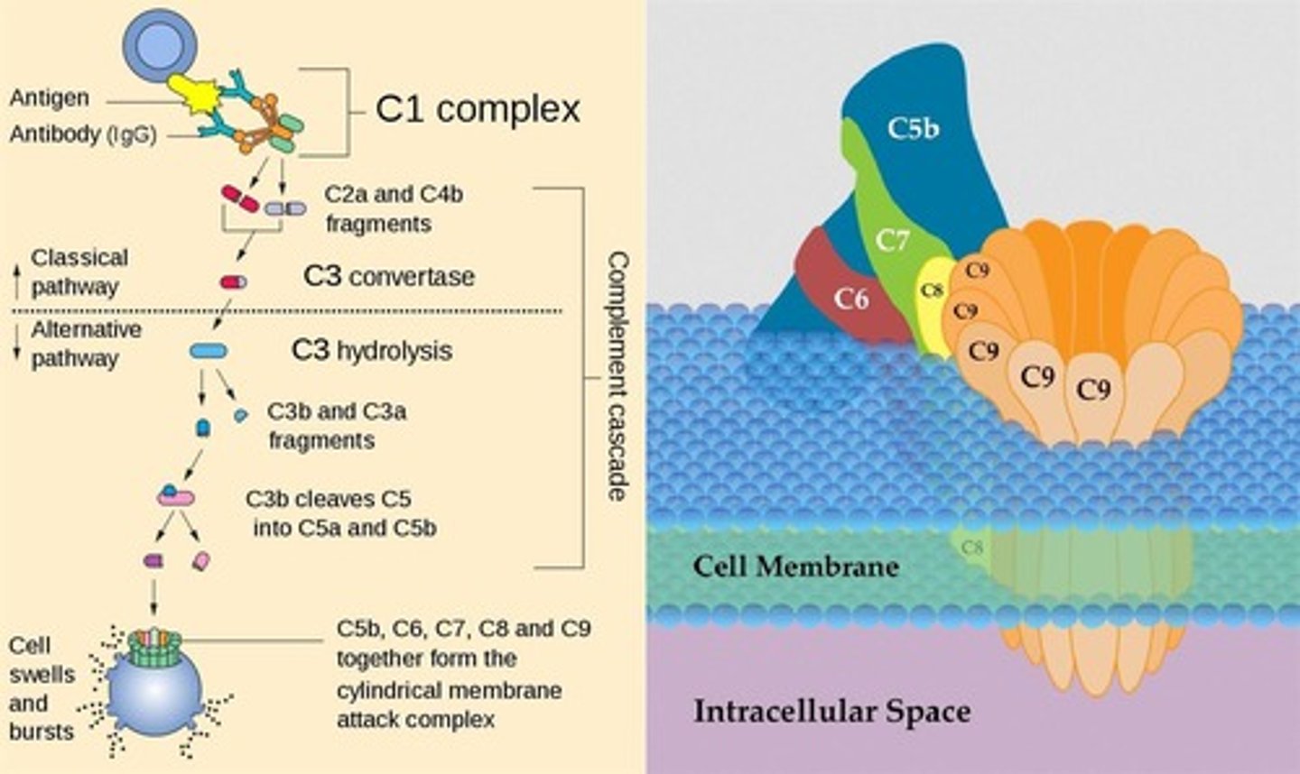 <p>Antibodies bound to antigens stimulate the complement system, leading to membrane attack complex formation and lysis.</p>